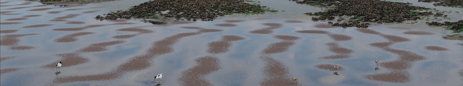 Spatial pattern formation of mussels and diatoms on a tidal flat.