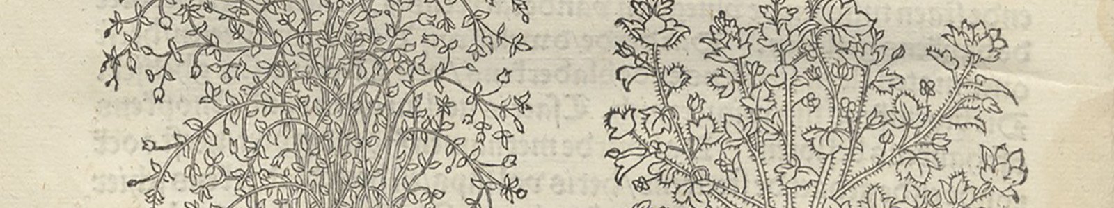 Detail van kruiden uit Den Nieuwen Herbarius, 1545 uit de Bijzondere Collecties van de Universiteit Utrecht
