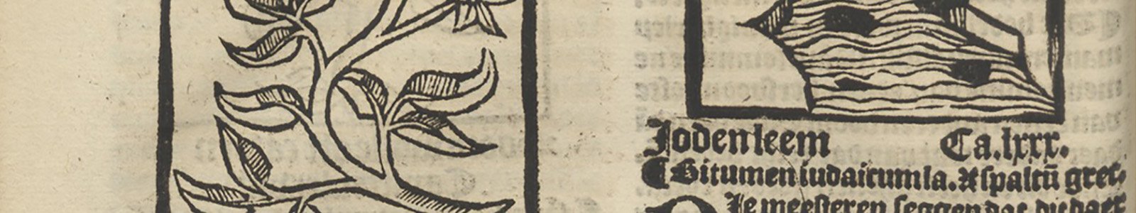 detail van pagina 84, Den groten herbarius, 1526 uit de Bijzondere Collecties van de Universiteit Utrecht