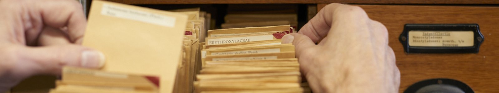 Curator searches in plant collection archive