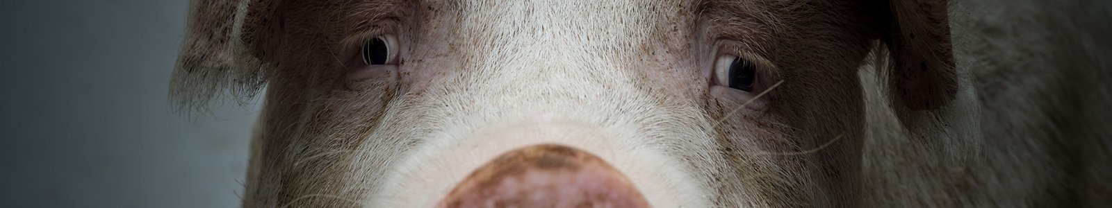 Portret van het gezicht van een varken