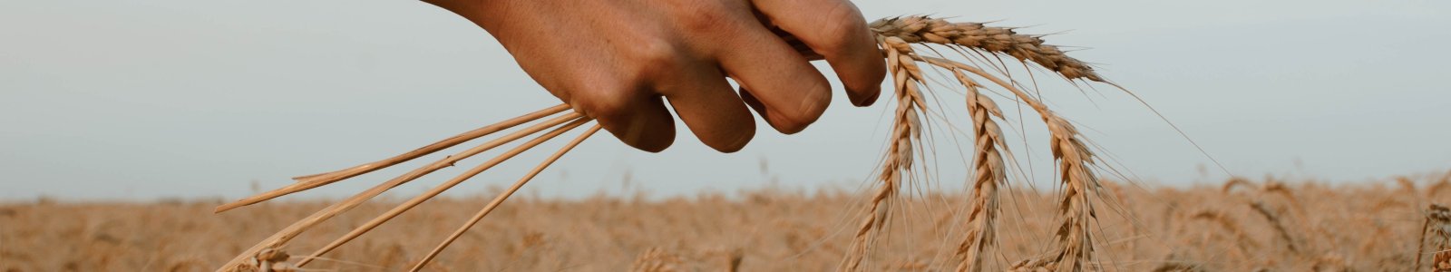 Een hand met graan wordt uitgestoken boven een graanveld.
