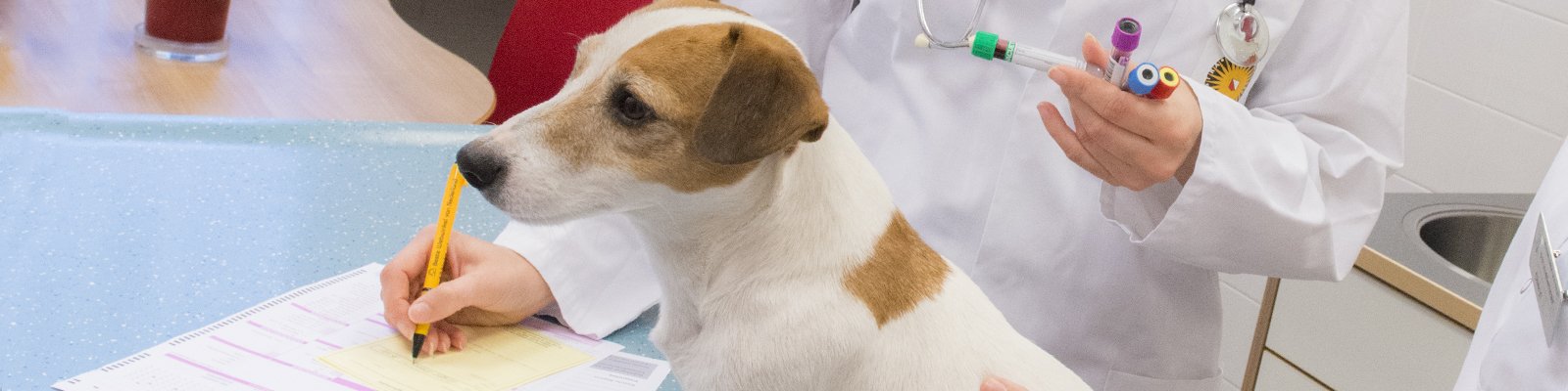 Veterinaire services en samenwerking, diergeneeskunde