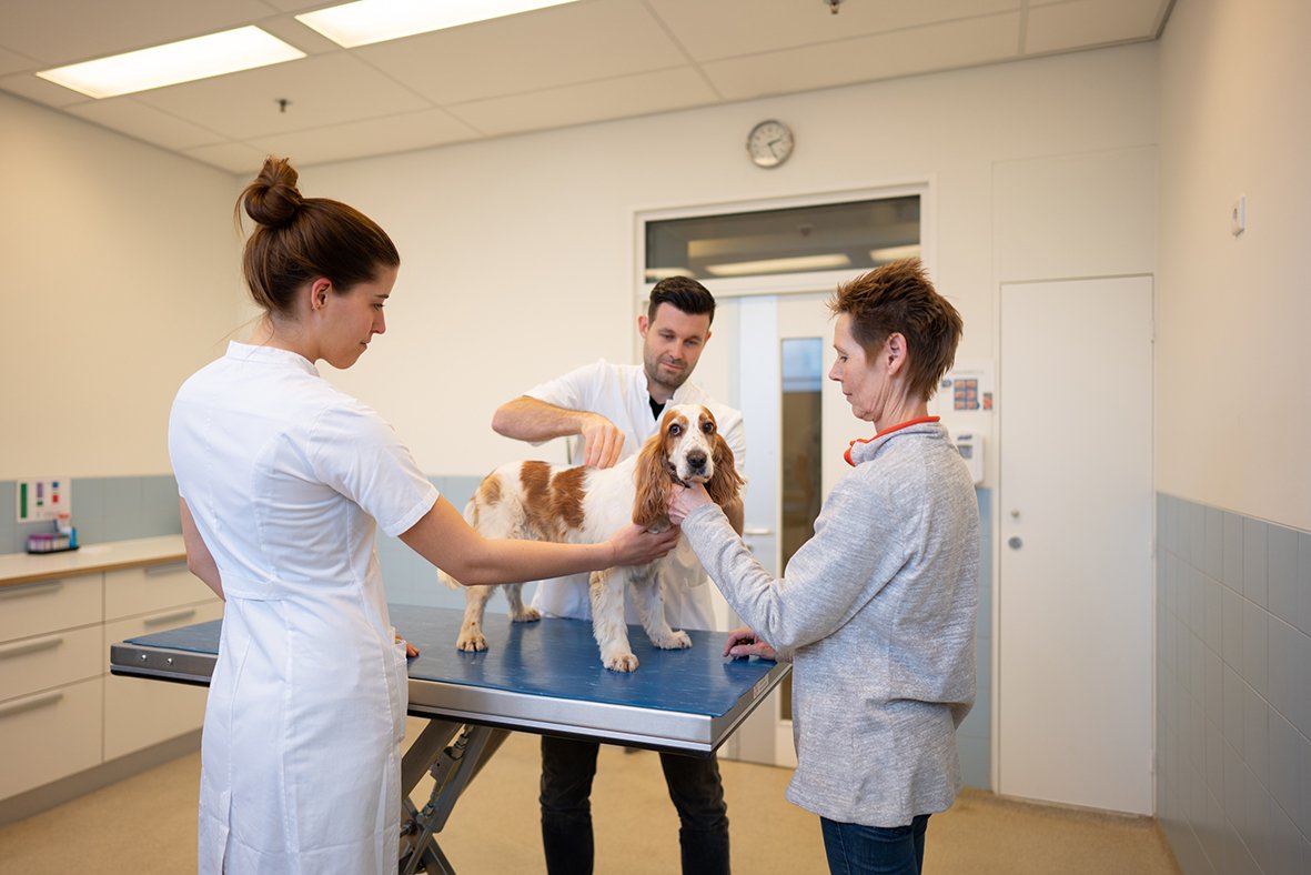 Drie dierenartsen doen lichamelijk onderzoek bij een hond op de behandeltafel.