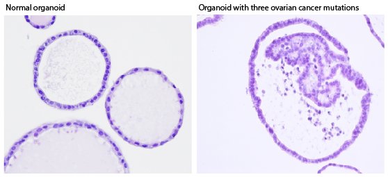 Organoids of the mouse oviduct