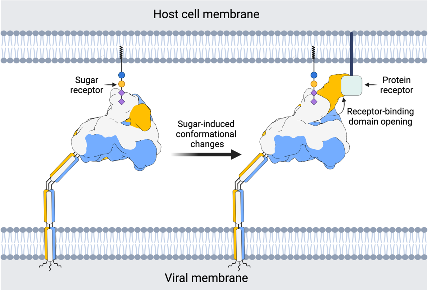 Host cell membrane, viral membrane