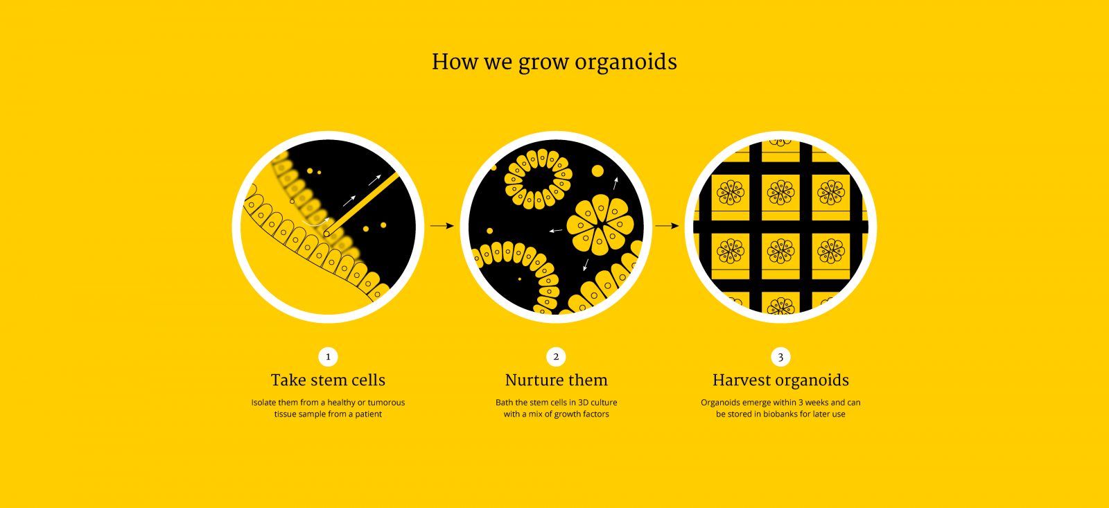 How we grow organoids in 3 steps: 1. Take stem cells, 2. Nurture them and 3. Harvest organoids. More information in text under heading "How we grow organoids"