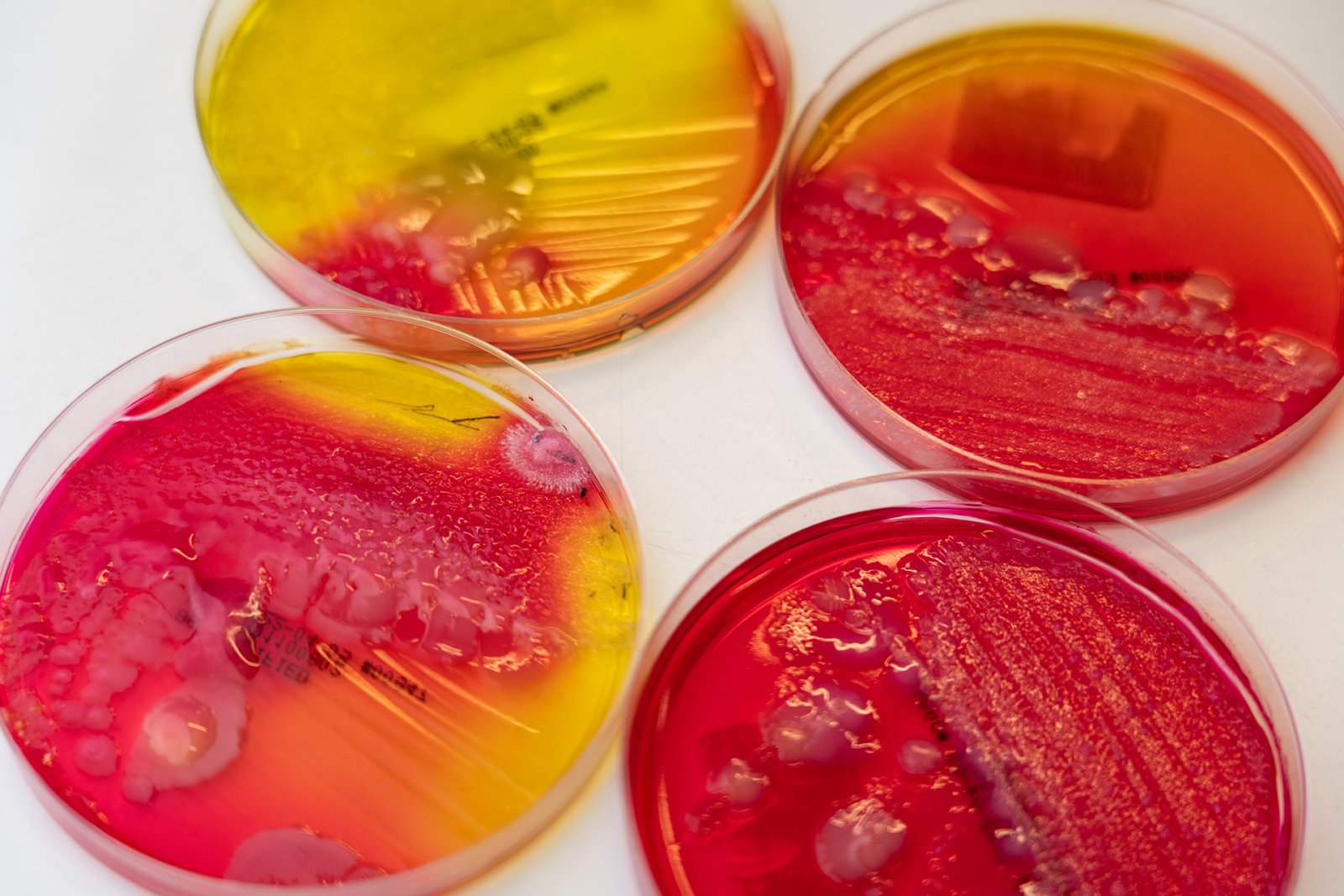 een voedingsbodem die een kleurindicator heeft voor zuurvorming en daarmee Salmonella kan aantonen