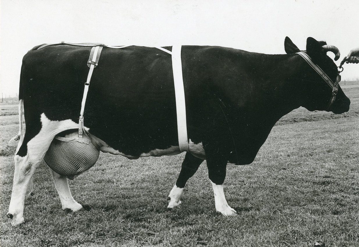Een zwart-wit foto van een koe met een 'koeienbeha' om de uier.