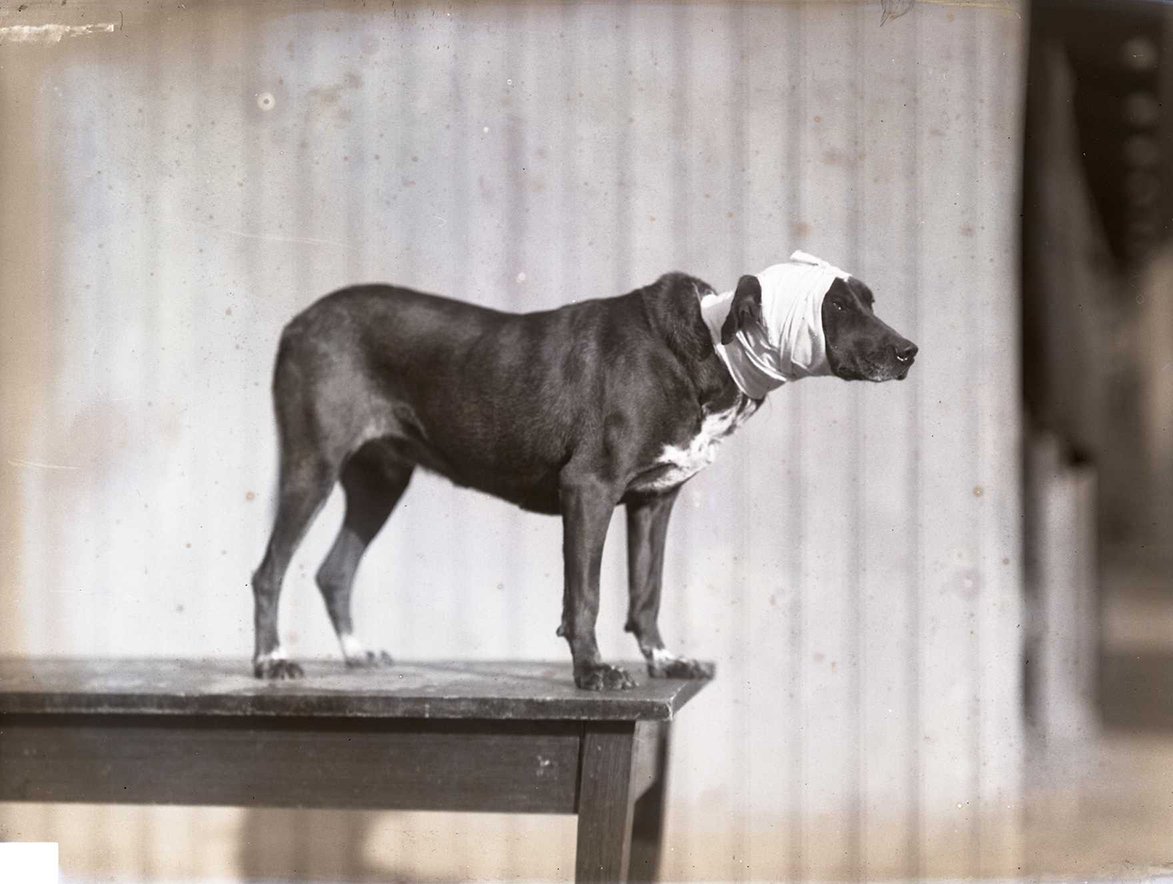 Oude foto van een hond die op een tafel staat en zijn kop in het verband heeft.