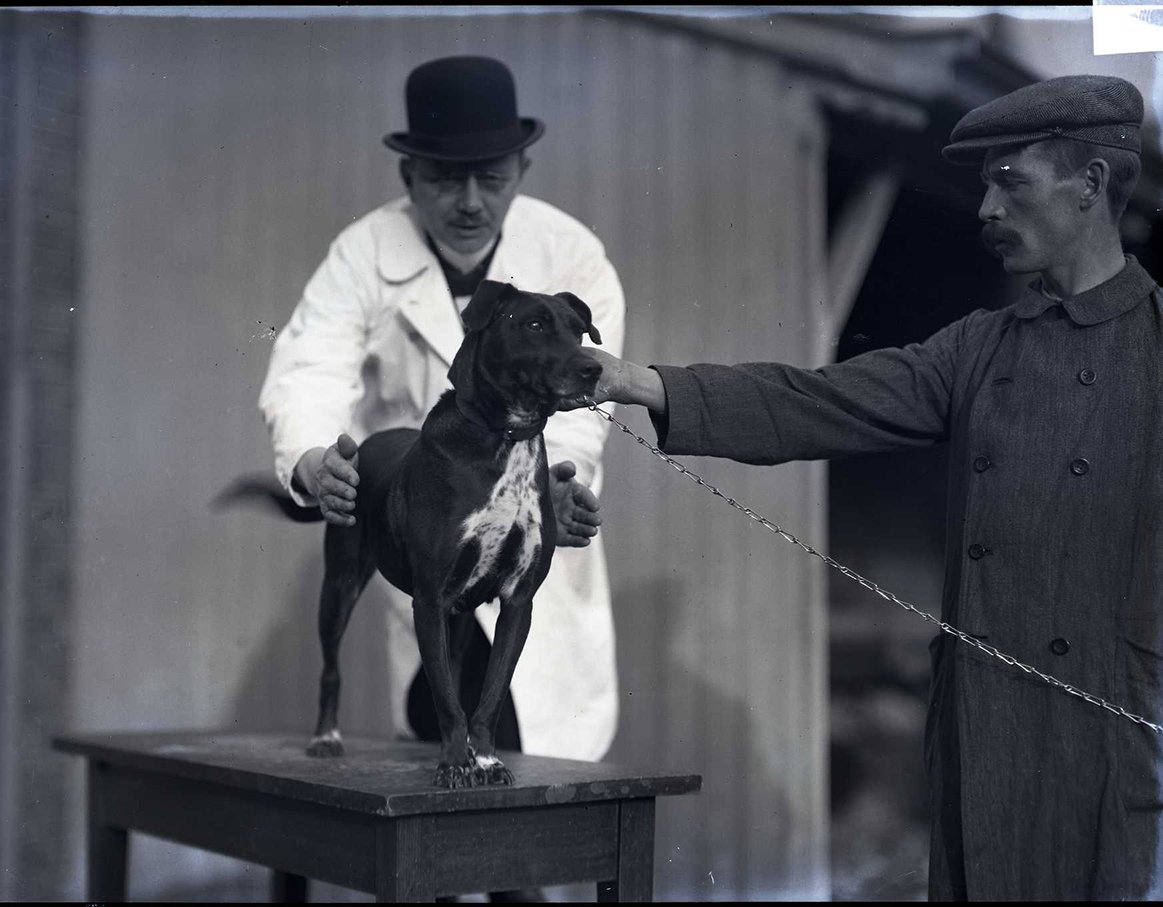 Een oude foto met hoogleraar Heinrich Jakob die een hond onderzoekt die op een tafel staat, geassisteerd door dierenoppasser Andries Veensma