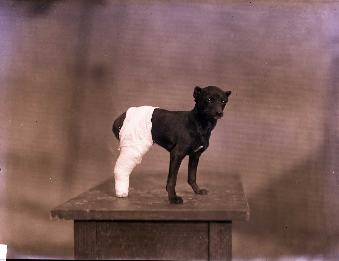 Oude foto van een klein zwart hondje dat op een tafel staat en een achterpoot in het verband heeft.
