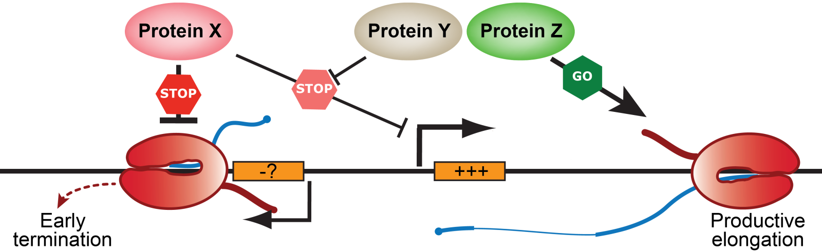 This shows a schematic overview of the interests of the Vlaming lab: finding the cis-acting DNA/RNA sequence elements and the trans-acting proteins that regulate the balance between early termination and productive elongation, and how those sequences and proteins cooperate.