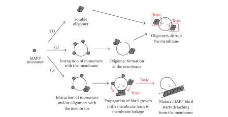 Models for the hIAPP-membrane interaction in relation to membrane damage and hIAPP cytotoxicity