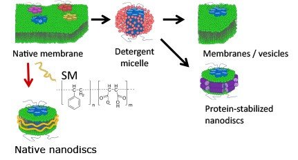 Schematic representation of ways of reconstituting membrane proteins in a bilayer environment