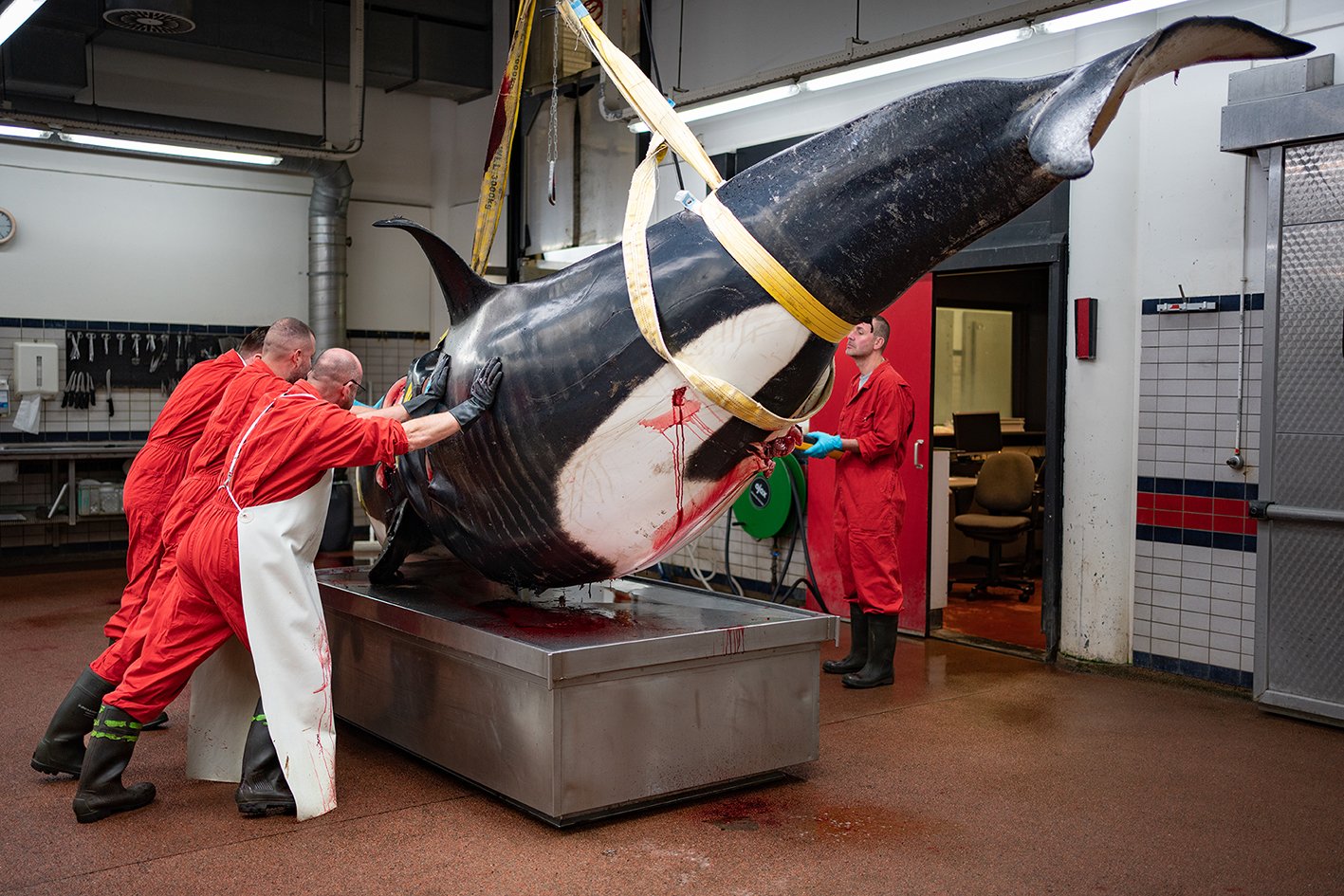 Onderzoekers duwen de ruim 2000 kilo wegende orka in de juiste richting, zodat het dier op de sectietafel kan worden onderzocht.