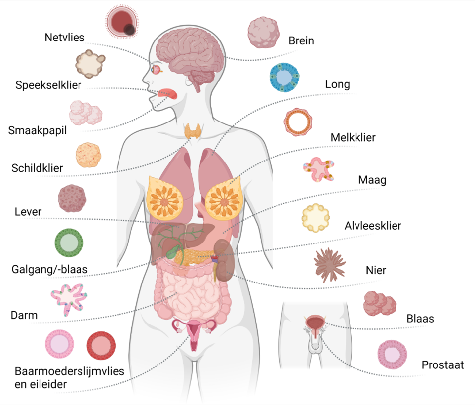 Afbeelding met overzicht van organen waarvan organoïden worden gemaakt