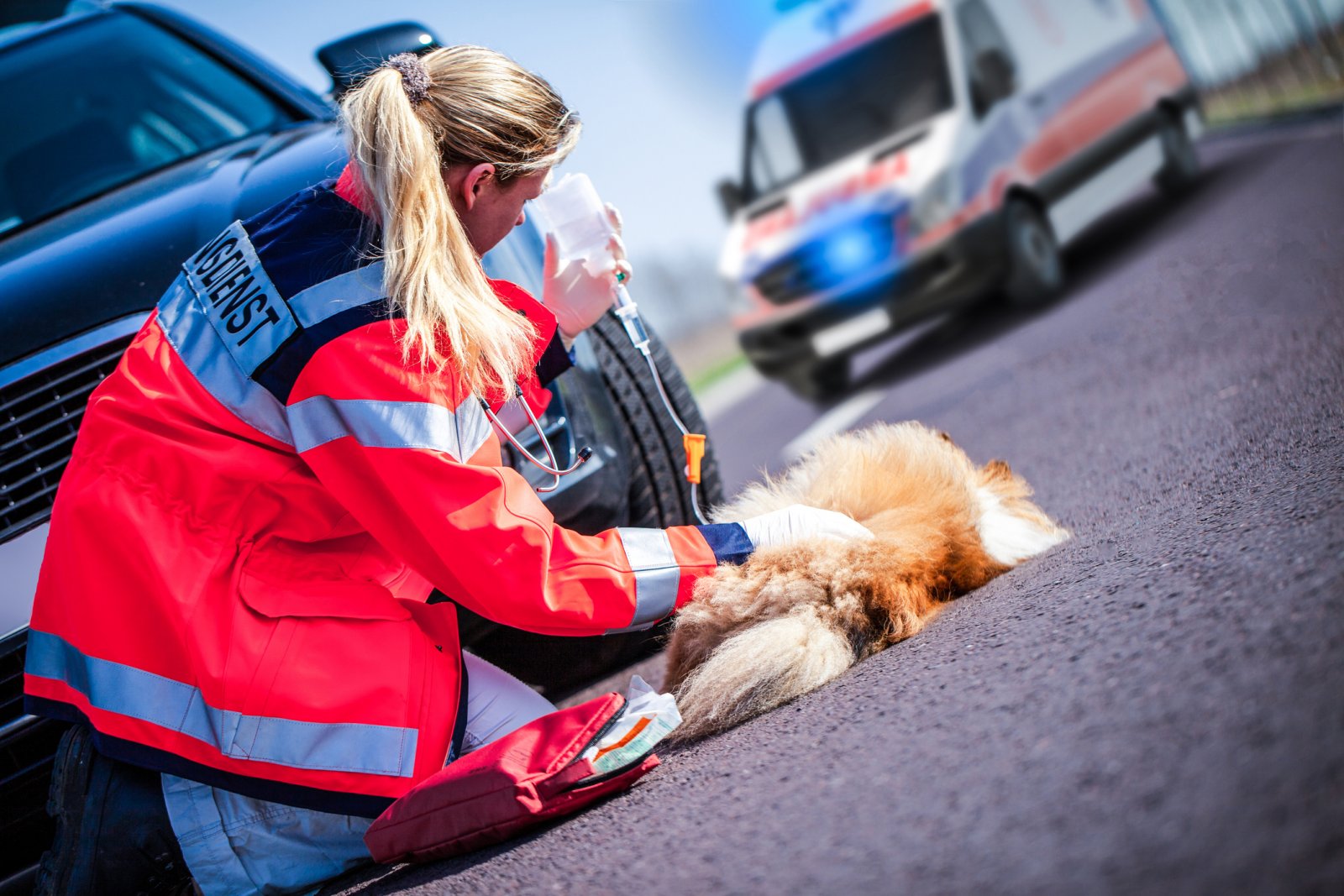 Reddingswerker dierenambulance verpleegt een hond op straat.