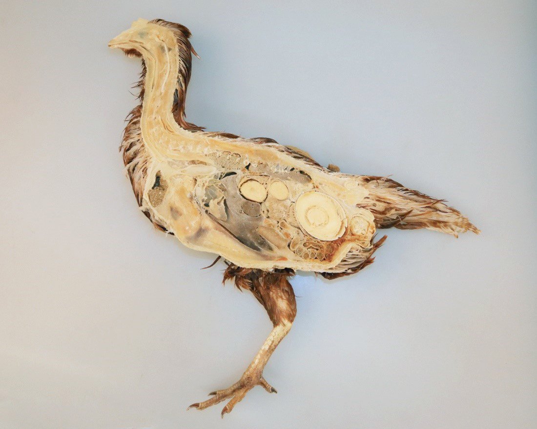 Sagittal section chicken