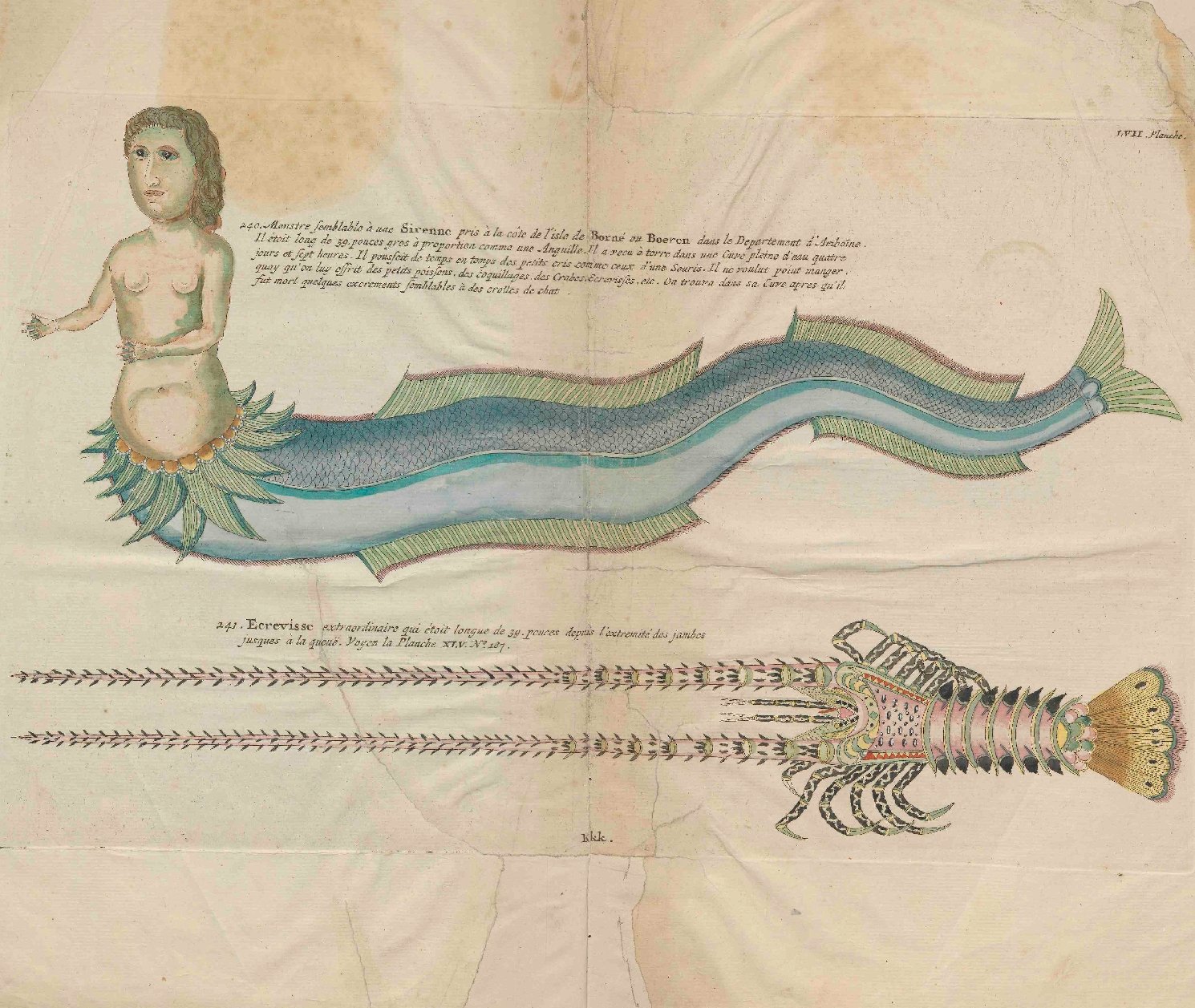Illustratie van een zeemeermin in Renards 'Natuurlyke Historie', 1782, topstuk uit de Bijzondere Collecties van de Universiteitsbibliotheek Utrecht