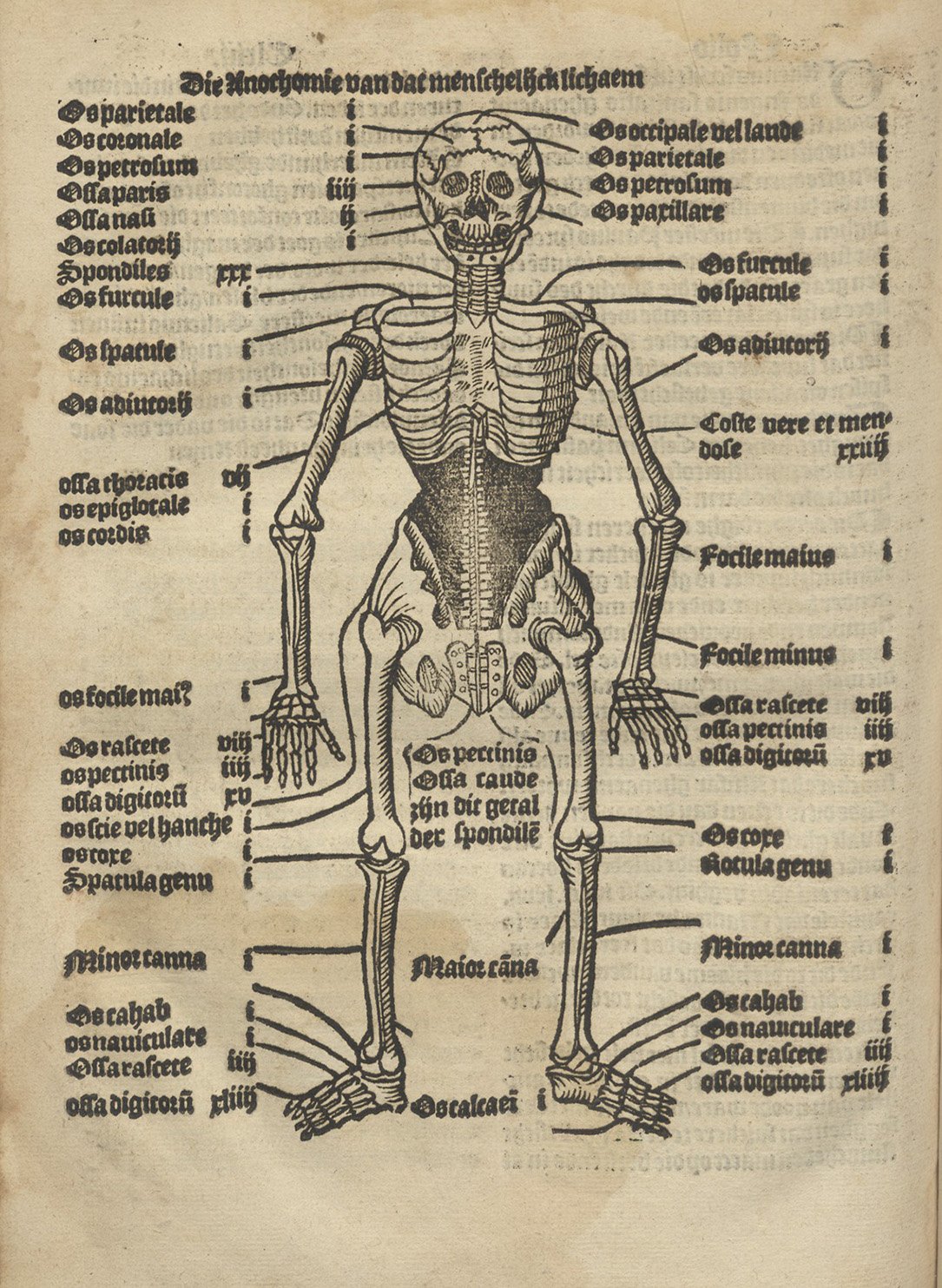 Skelet, Den groten herbarius, 1526 uit de Bijzondere Collecties van de Universiteit Utrecht