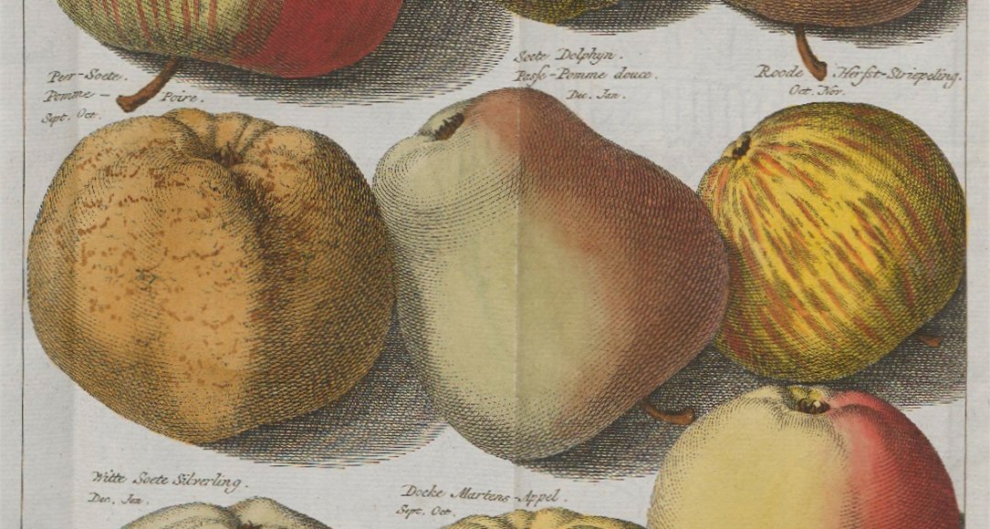 Plaat II appels Pomologia, Johann Hermann Knoop, 1763 (2e ed.) uit de Bijzondere Collecties van de Universiteit Utrecht