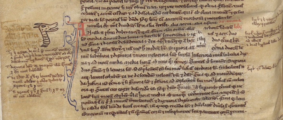 Tekening van een draak in de Tractatus de Sphaera uit de Bijzondere Collecties van de Universiteit Utrecht