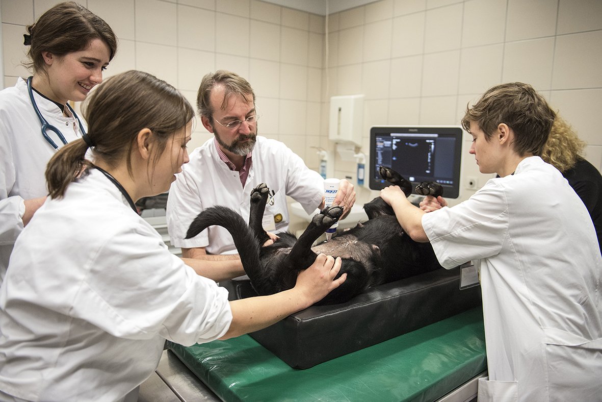 Coassistants doing a clinical rotation at the faculty of Veterinary Medicine in Utrecht