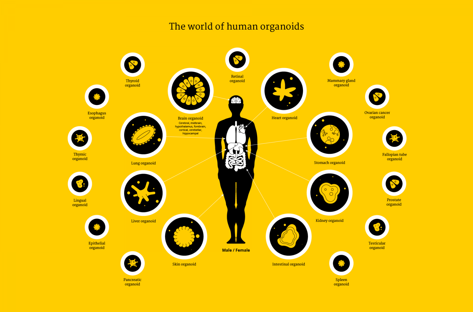 The world of human organoids. See text under heading "How we grow organoids"