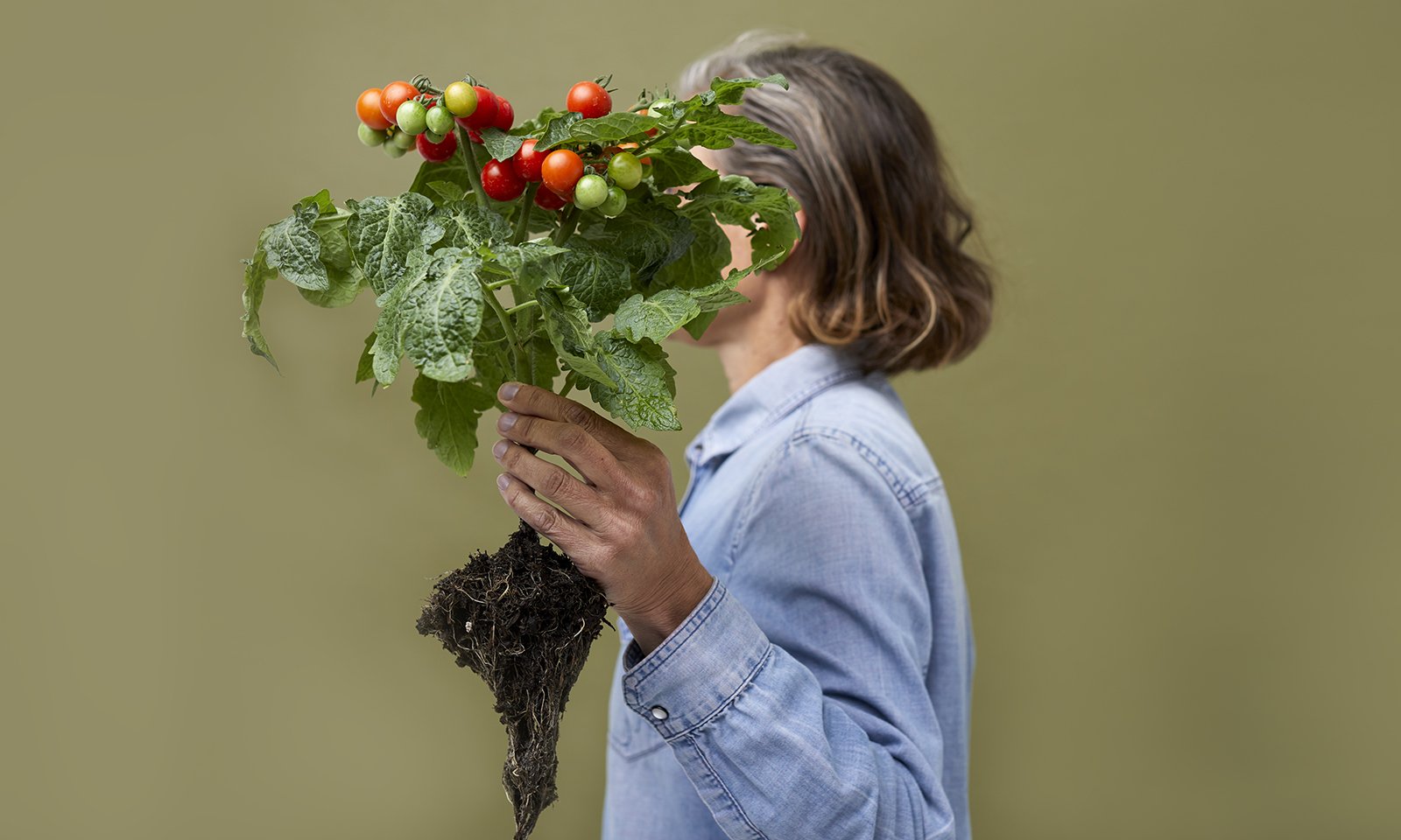 A person holding a tomato plant