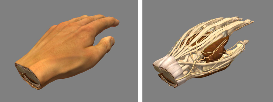 Virtual 3D model of a human hand