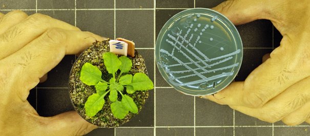 Planten en bacteriën: partners voor een duurzame oogst