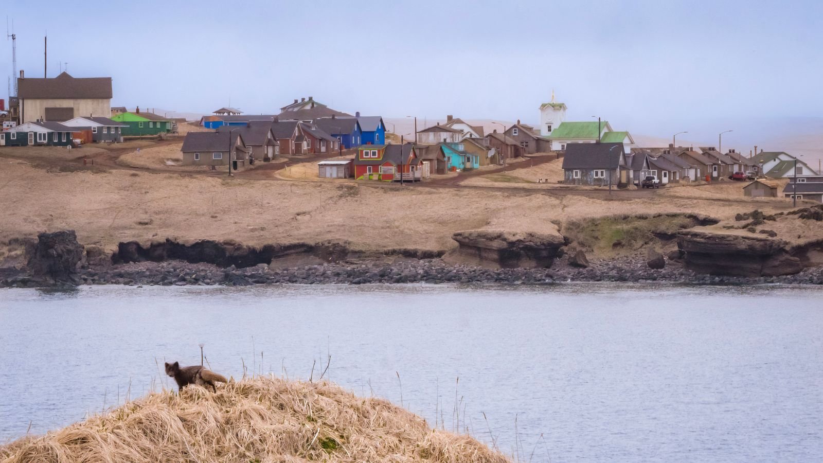 Photo of St. Paul Island, with houses and small animal