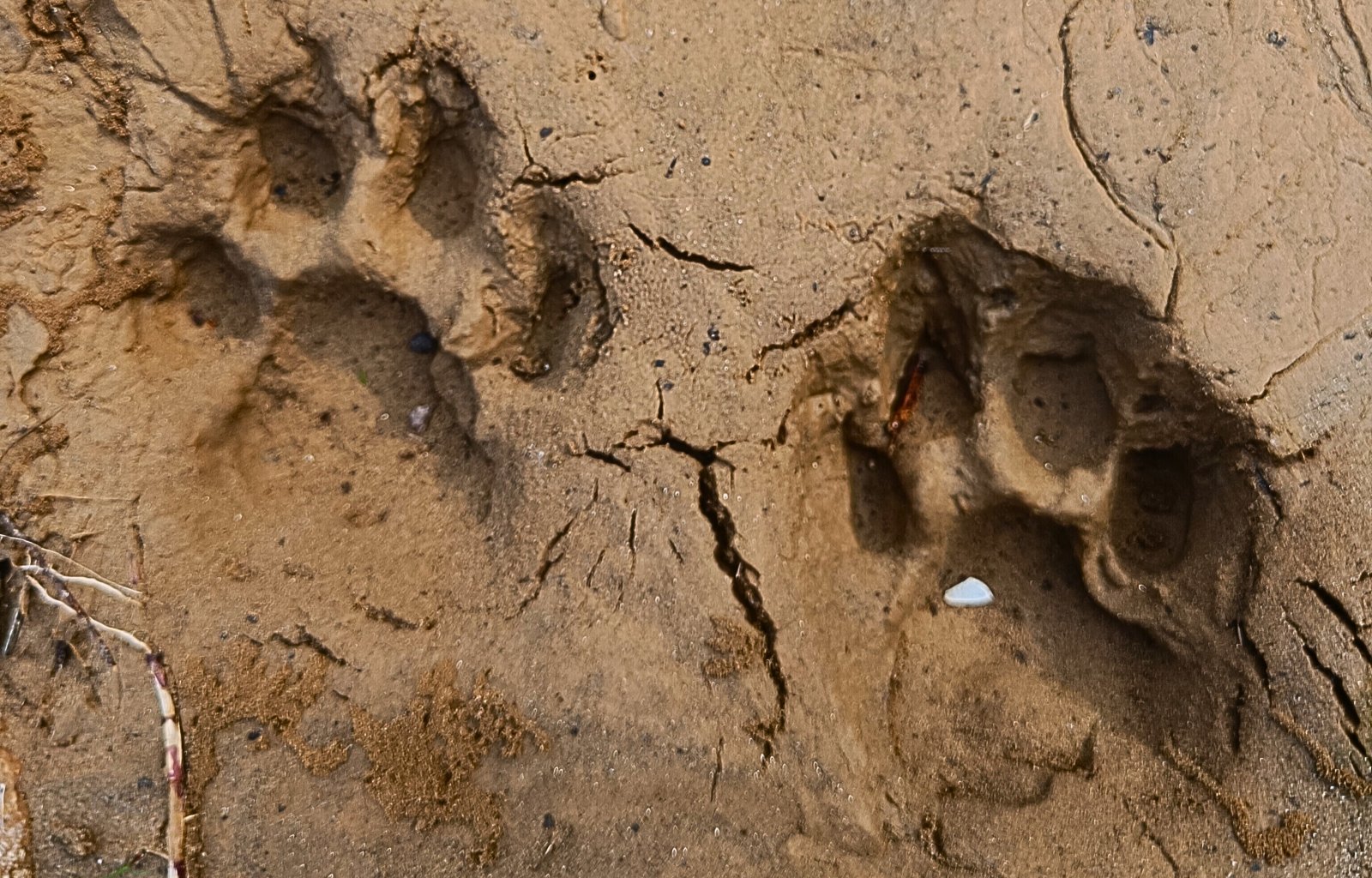 Photo of a tiger footprint