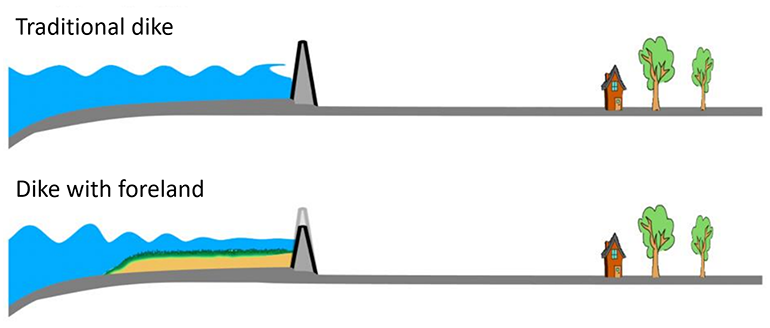 Illustration of a conceptual comparison between a traditional dike and an ecosystem-based solution with a foreland before a dike
