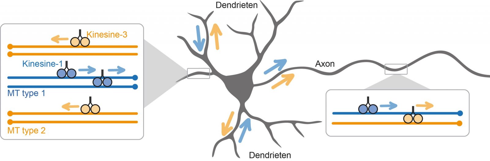 Model van het selectieve transport in een zenuwcel