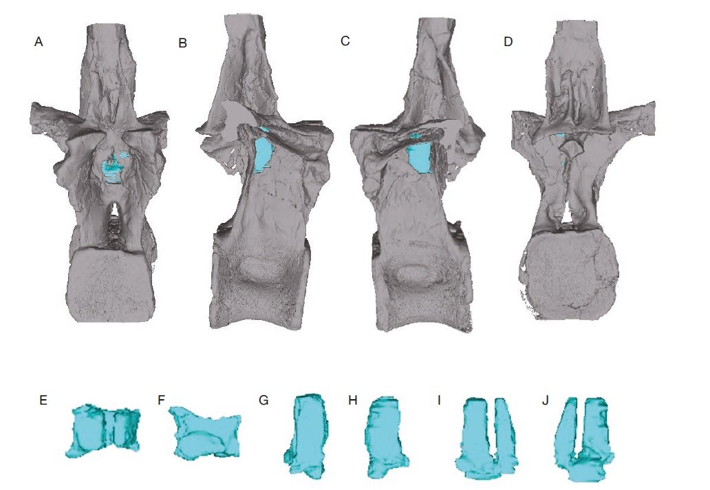 CT-scan waar op de luchtzakken in de ruggenwervels van patagosaurus zichtbaar zijn