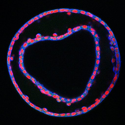 Microscopic image of a horse embryo in the shape of a heart