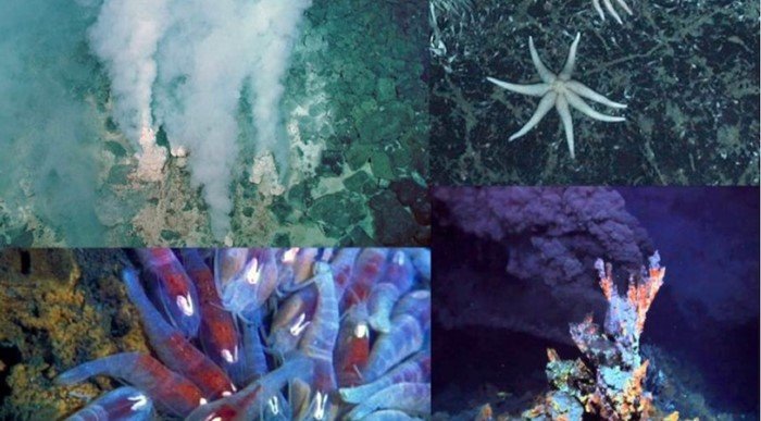 samengestelde foto van vier afbeeldingen van een zeebed