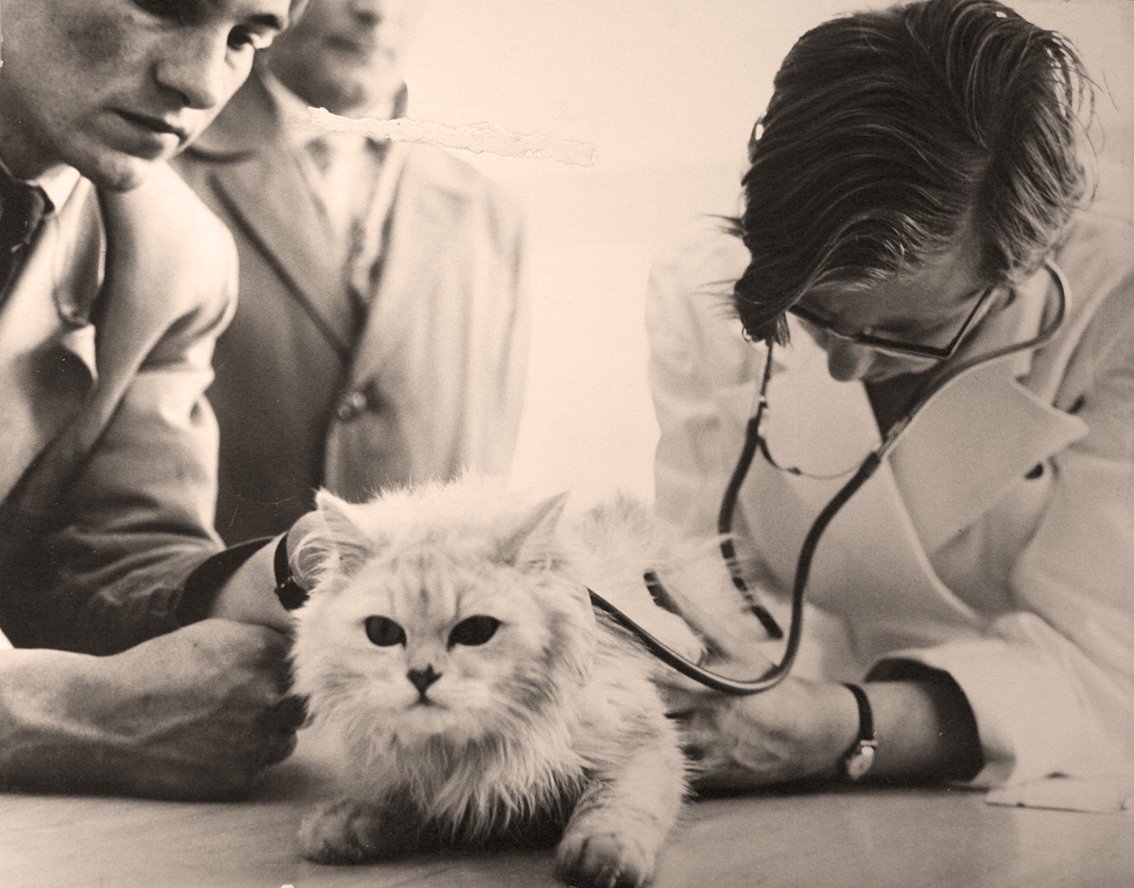 Een dierenarts luistert met een sthetoscoop naar het hart van een witte kat die op tafel ligt. De eigenaar kijkt mee.