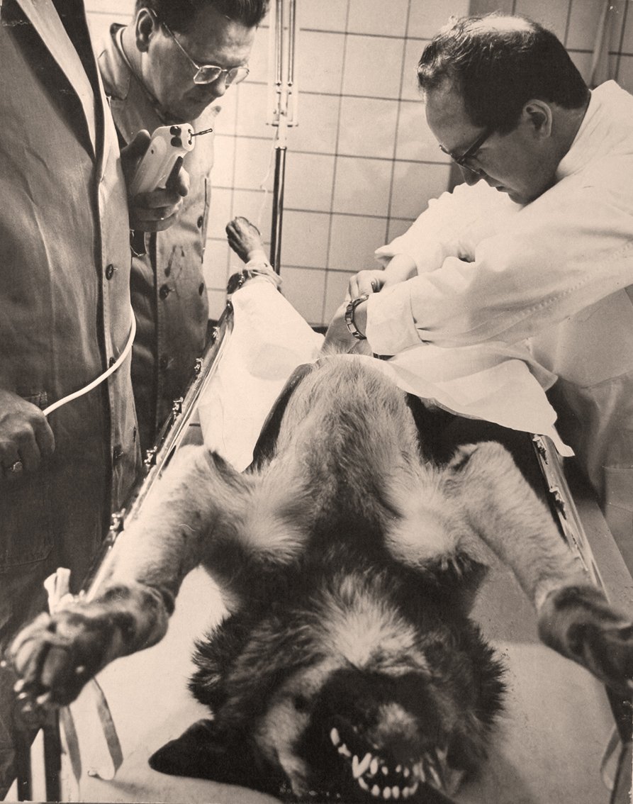 Een hond ligt op zijn rug en wordt geopereerd door een dierenarts. Twee mensen kijken mee.