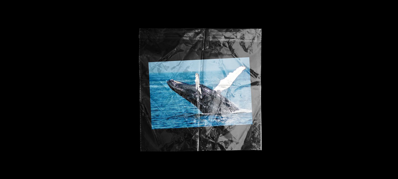 Photo of a whale, the image is wrapped in plastic