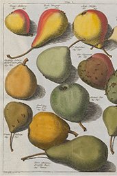 Plaat I peren Pomologia, Johann Hermann Knoop, 1763 (2e ed.) uit de Bijzondere Collecties van de Universiteit Utrecht