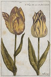 Tulpen afbeelding uit Den Blom-Hof