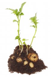 Potato plant (iStock)