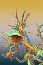 Artist impression of transport in a neuron (NastPlas TM)