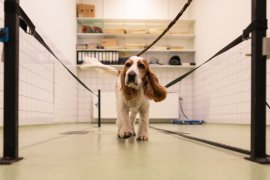 Lopende hond in kliniek