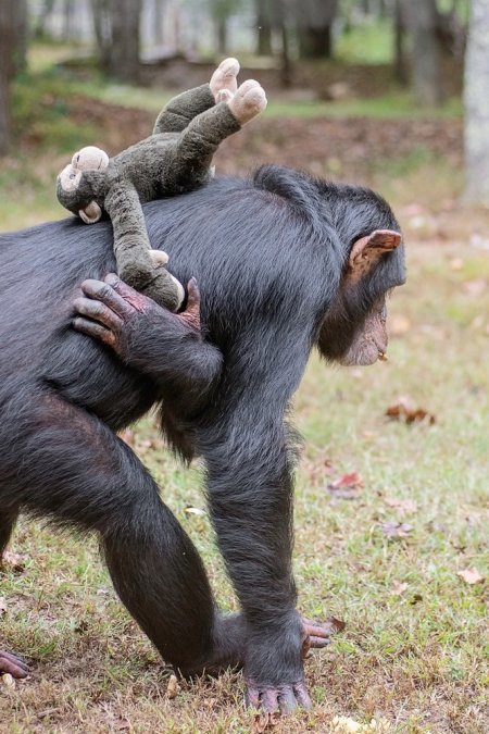 Chimpansee speelt met knuffeltje