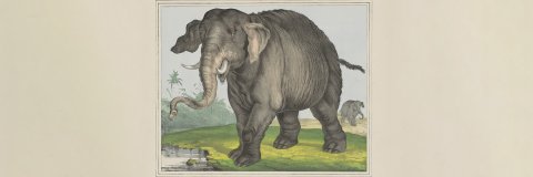 Lithografie van een olifant, gemaakt door J. Scotti (ca. 1850). Bron: Rijksmuseum Amsterdam (CC0)
