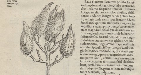 Pagina 74, Caroli Clusii Atrebatis Exoticorum libri decem, 1605